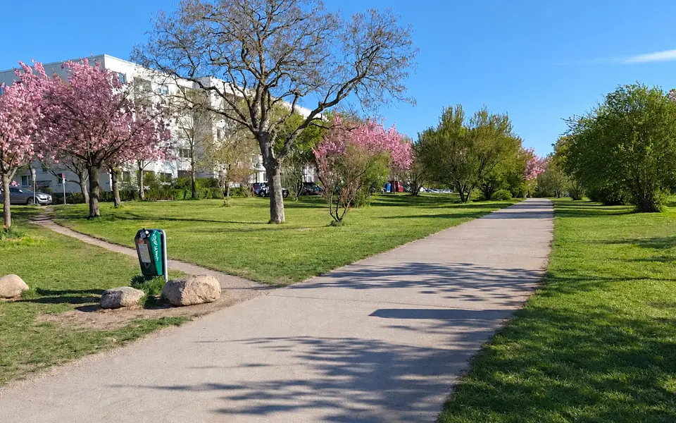 Kirschblüte vor Wohnhäusern in Wartenberg